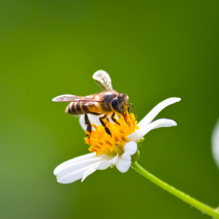 Bee on white flower