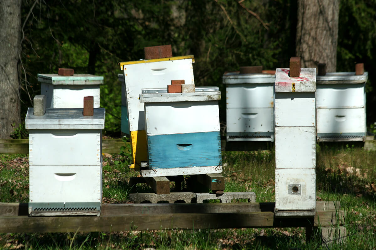 Beehives