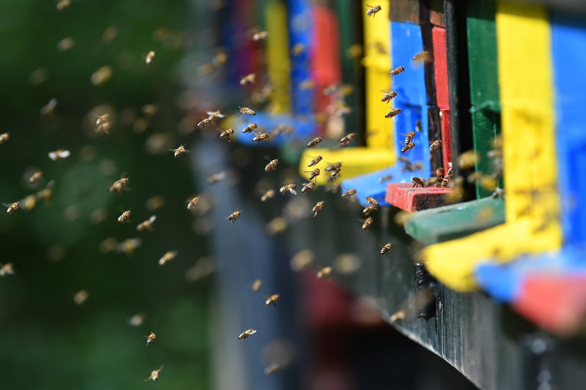 Bees flying around beehive