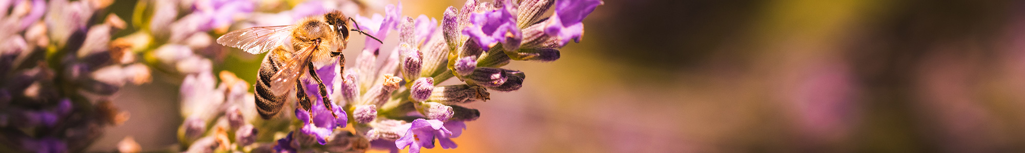 Bee on lavender