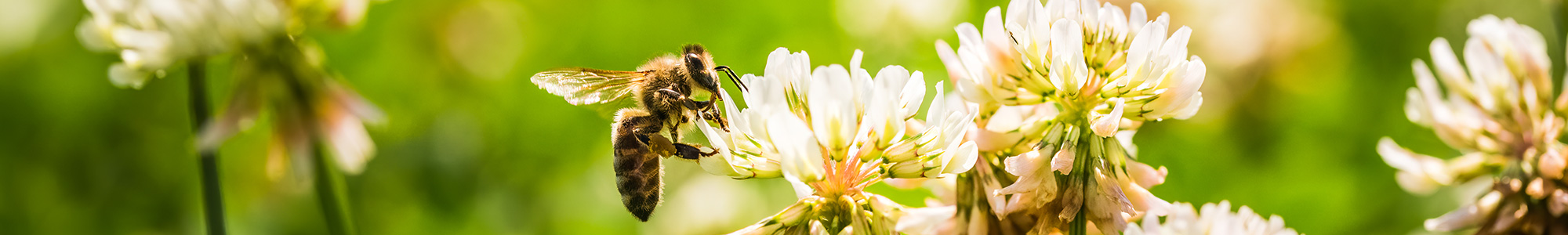 Bee on flowers