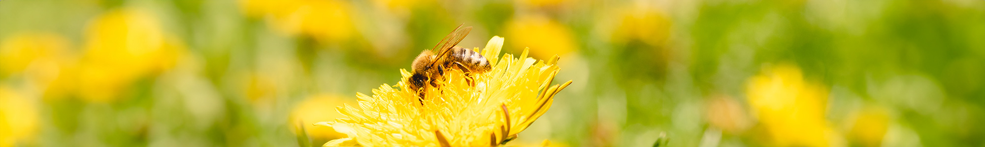 Bee on yellow flower