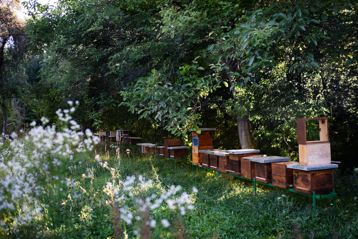 Wooden beehives under trees